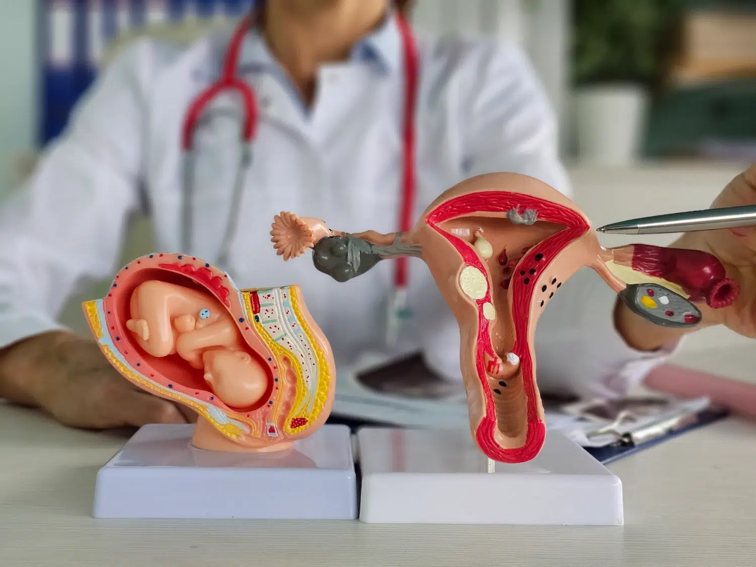 Un médecin en blouse blanche, muni d’un stéthoscope rouge, utilise deux modèles anatomiques pour expliquer le système reproducteur féminin et le déroulement d’une grossesse. L’un représente l’utérus et les ovaires, l’autre un fœtus dans l’utérus. Cette image pédagogique aide à la compréhension des patientes lors des consultations en fertilité et au cours de la préparation à une FIV.