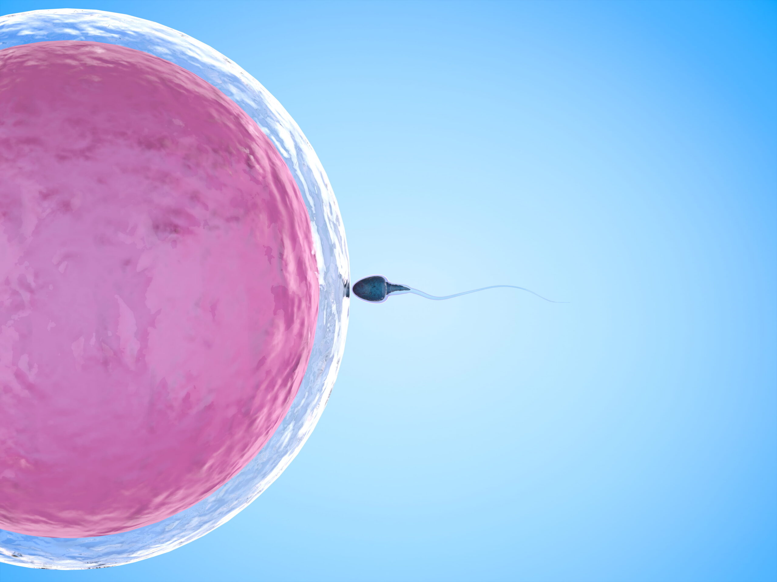 Illustration représentant un spermatozoïde s’approchant d’un ovocyte, utilisée pour illustrer les notions de qualité ovocytaire et de réserve ovarienne dans le cadre d’un parcours de FIV.