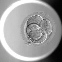 Microscopisch beeld van een menselijk embryo op dag 2 met meerdere vroege cellen, zichtbaar tijdens de eerste deling.