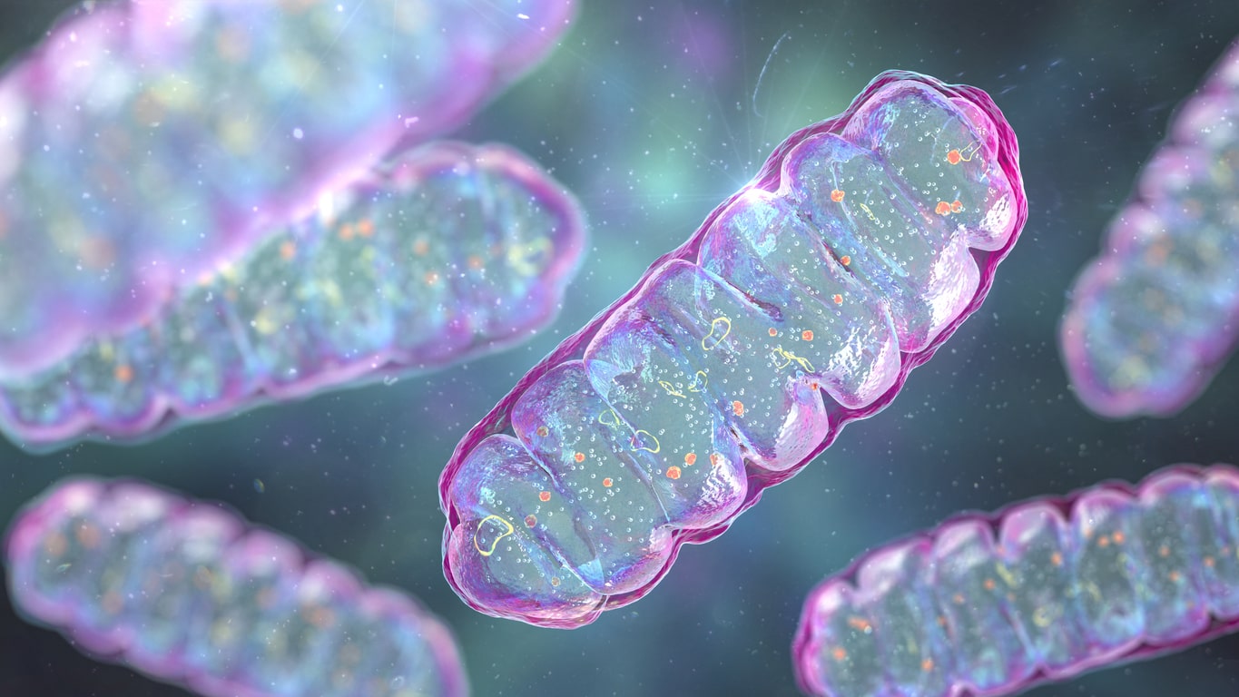 3D-illustratie van mitochondriën, de celstructuren die verantwoordelijk zijn voor energieproductie en de overdracht van maternaal DNA, centraal bij mitochondriale donatie in IVF.